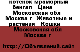 котенок мраморный бенгал › Цена ­ 2 - Московская обл., Москва г. Животные и растения » Кошки   . Московская обл.,Москва г.